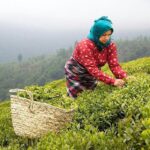 چای شمال لاهیجان املش