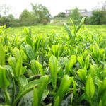 چای سرگل بهاره 1404